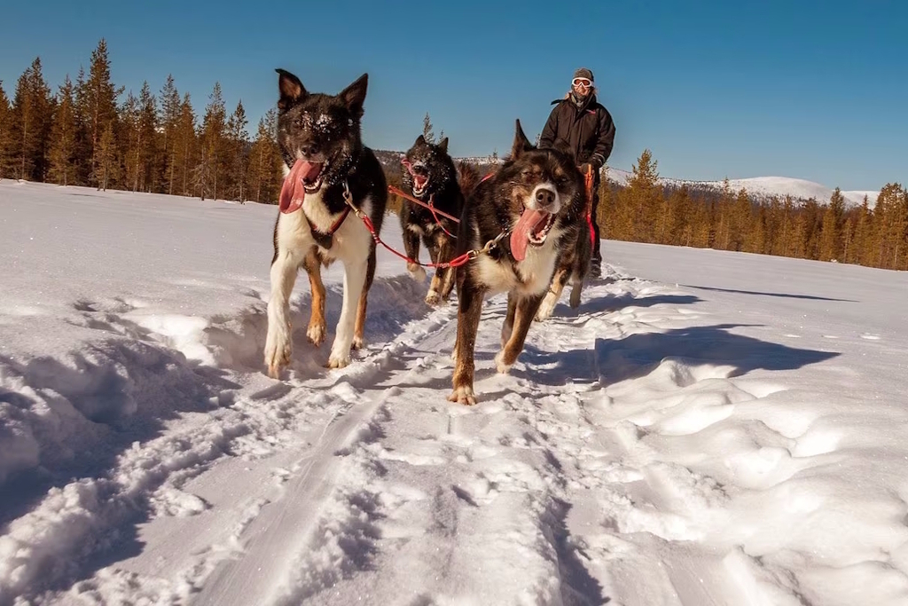 Mushing - Jazda psím záprahom